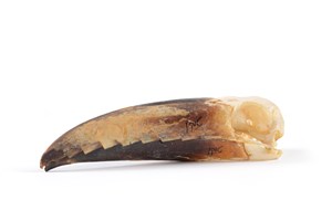 Image description is not available for 2015.3.2